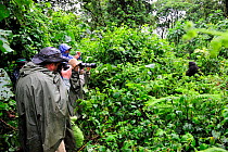 Tourists watching and photographing Mountain gorilla in the forest (Gorilla beringei beringei) Volcanoes National Park, Rwanda, Africa, March 2009