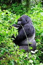 Male silverback Mountain gorilla eating leaves (Gorilla beringei beringei) Volcanoes National Park, Rwanda, Africa, March 2009
