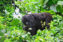 Juvenile Mountain gorilla eating leaves (Gorilla beringei beringei) Volcanoes National Park, Rwanda, Africa, March 2009