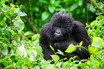 Juvenile Mountain gorilla in the rain (Gorilla beringei beringei) Volcanoes National Park, Rwanda, Africa, March 2009