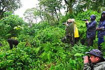 Tourists watching and photographing Mountain gorilla (Gorilla beringei beringei) in the rain in the rainforest, Volcanoes National Park, Rwanda, Africa, March 2009