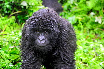Portrait of juvenile Mountain gorilla (Gorilla beringei beringei) Volcanoes National Park, Rwanda, Africa, March 2009