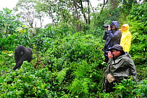 Tourists watching and photographing Mountain gorilla (Gorilla beringei beringei) in the rainforest in the rain, Volcanoes National Park, Rwanda, Africa, March 2009