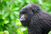 Portrait of juvenile Mountain gorilla in the rain (Gorilla beringei beringei) Volcanoes National Park, Rwanda, Africa, March 2009