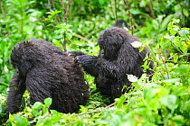 Two Mountain gorillas grooming in the rain (Gorilla beringei beringei) Volcanoes National Park, Rwanda, Africa, March 2009