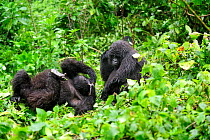 Mountain gorillas (Gorilla beringei beringei) playing in the rain, Volcanoes National Park, Rwanda, Africa, March 2009
