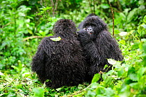Two Mountain gorillas grooming in the rain (Gorilla beringei beringei) Volcanoes National Park, Rwanda, Africa, March 2009