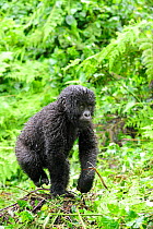 Young mountain gorilla (Gorilla beringei beringei) knuckle-walking through rainforest in the rain, Volcanoes National Park, Rwanda, Africa, March 2009