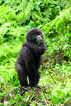 Young Mountain gorilla (Gorilla beringei beringei) standing up, scratching in the rain, Volcanoes National Park, Rwanda, Africa, March 2009