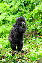 Young Mountain gorilla (Gorilla beringei beringei) standing up, scratching in the rain, Volcanoes National Park, Rwanda, Africa, March 2009