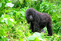 Juvenile Mountain gorilla (Gorilla beringei beringei) Volcanoes National Park, Rwanda, Africa, March 2009