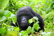 Female Mountain gorilla (Gorilla beringei beringei) Volcanoes National Park, Rwanda, Africa, March 2009