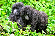 Female Mountain gorilla (Gorilla beringei beringei) nursing her baby, with juvenile Gorilla, in the rain,  Volcanoes National Park, Rwanda, Africa, March 2009