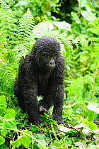 Young mountain gorilla (Gorilla beringei beringei) in rainforest, Volcanoes National Park, Rwanda, Africa, March 2009