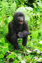 Young mountain gorilla (Gorilla beringei beringei) yawning, Volcanoes National Park, Rwanda, Africa, March 2009