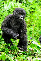 Young mountain gorilla (Gorilla beringei beringei) in rainforest, Volcanoes National Park, Rwanda, Africa, March 2009
