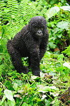 Young Mountain gorilla (Gorilla beringei beringei) in the rain, Volcanoes National Park, Rwanda, Africa, March 2009