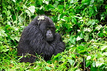 Female moutain gorilla protecting herself from the cold by putting her arms around her body (Gorilla beringei beringei) Volcanoes National Park, Rwanda, Africa, March 2009