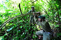 Guards cutting a trail through the dense rainforest vegetation, habitat of the Mountain gorilla, Virunga National Park, Democratic Republic of Congo, Africa, March 2009