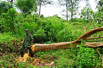 Guard inspecting a felled tree in rainforest habitat of the Mountain gorilla, Virunga National Park, Democratic Republic of Congo, Africa, March 2009