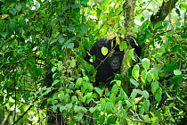 Female Eastern lowland gorilla (Gorilla beringei graueri) sitting on a tree in the equatorial forest of Kahuzi Biega Park, Democratic Republic of Congo, Africa, March 2009