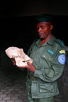 Guard holding the skull of a male silverback Eastern lowland gorilla (Gorilla beringei graueri) Kahuzi Biega Park, Democratic Republic of Congo, Africa, March 2009