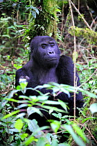 Eastern lowland gorilla (Gorilla beringei graueri) female in the equatorial forest of Kahuzi Biega Park, Democratic Republic of Congo, Africa, March 2009