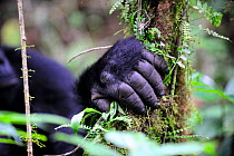 Close up of hand of female Eastern lowland gorilla (Gorilla beringei graueri) in the equatorial forest of Kahuzi Biega Park, Democratic Republic of Congo, Africa, March 2009
