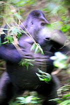 Silverback male Eastern lowland gorilla (Gorilla beringei graueri) intimidation display by chest beating, equatorial forest of Kahuzi Biega Park, Democratic Republic of Congo, Africa, March 2009