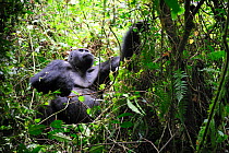 Silverback male Eastern lowland gorilla (Gorilla beringei graueri) in the equatorial forest of Kahuzi Biega Park, Democratic Republic of Congo, Africa, March 2009