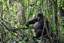 Female Eastern lowland gorilla (Gorilla beringei graueri) in the equatorial forest of Kahuzi Biega Park, Democratic Republic of Congo, Africa, March 2009