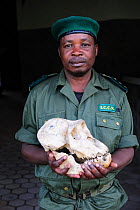 Guard holding skull of silverback male Eastern lowland gorilla (Gorilla beringei graueri) Kahuzi Biega Park, Democratic Republic of Congo, Africa, March 2009