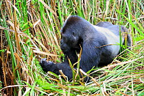 Silverback male Eastern lowland gorilla (Gorilla beringei graueri) feeding in the marshes of Kahuzi Biega Park, Democratic Republic of Congo, Africa, March 2009