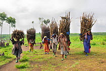 Women and children carrying faggots of branches for firewood, Goma, North Kivu, Democratic Republic of Congo, Africa, March 2009