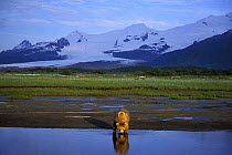Alaskan / Kodiak brown bear {Ursus arctos middendorffi} drinking at sunset, Katmai National Park, Alaska, USA