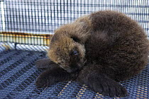Sea otter {Enhydra lutris} 6 weeks pup in rehabilitation cage, Monterey Bay Aquarium, California, USA