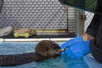 Sea otter {Enhydra lutris} 6 weeks pup being fed clams by hand in rehabilitation cage, Monterey Bay Aquarium, California, USA