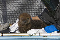 Sea otter {Enhydra lutris} 6 weeks pup being towel dried by hand in rehabilitation cage, Monterey Bay Aquarium, California, USA