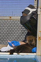 Sea otter {Enhydra lutris} 6 weeks pup being groomed by hand in rehabilitation cage, Monterey Bay Aquarium, California, USA