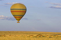 Hot air balloon flies over the Masai Mara with herd of Impala below, Masai Mara Triangle, Kenya