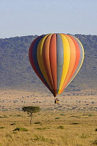 Hot air balloon flies over the Masai Mara, Masai Mara Triangle, Kenya