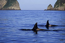 Two Killer whales {Orcinus orca} Cow and calf of a transient pod, with Chiswell Islands in background, Kenai Fjords National Park, Alaska, USA