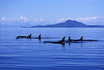 Killer whale {Orcinus orca} pod surfaces while resting in the Montague Strait, Prince William Sound, Alaska, USA