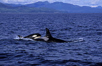 Killer whale {Orcinus orca} female with 3-6 months calf at surface, Prince William Sound, Alaska, USA