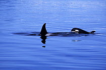 Killer whale {Orcinus orca} female with 3-6 months calf at surface, Prince William Sound, Alaska, USA