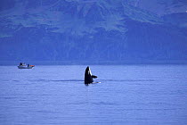 Killer whale {Orcinus orca} spyhopping with whale watching boat in the background, Prince William Sound, Alaska, USA