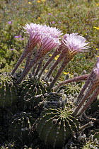 Lily cactus {Echinopsis sp} alien to South Africa, Little Karoo, South Africa