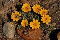 Flowering plant {Gazania sp} Little Karoo, South Africa