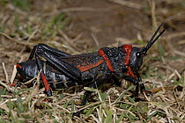 Koppie foaming grasshopper (Dictyophorus spumans) DeHoop Nature reserve, Western Cape, South Africa