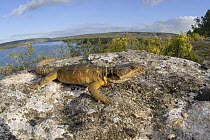Cape crag lizard (Pseudocordylus microlepidotus) sunning on rock, DeHoop Nature reserve, South Africa
